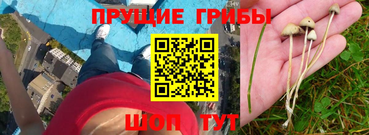 Майкоп  Псилоцибиновые грибы ЛСД  Вход с VPN 